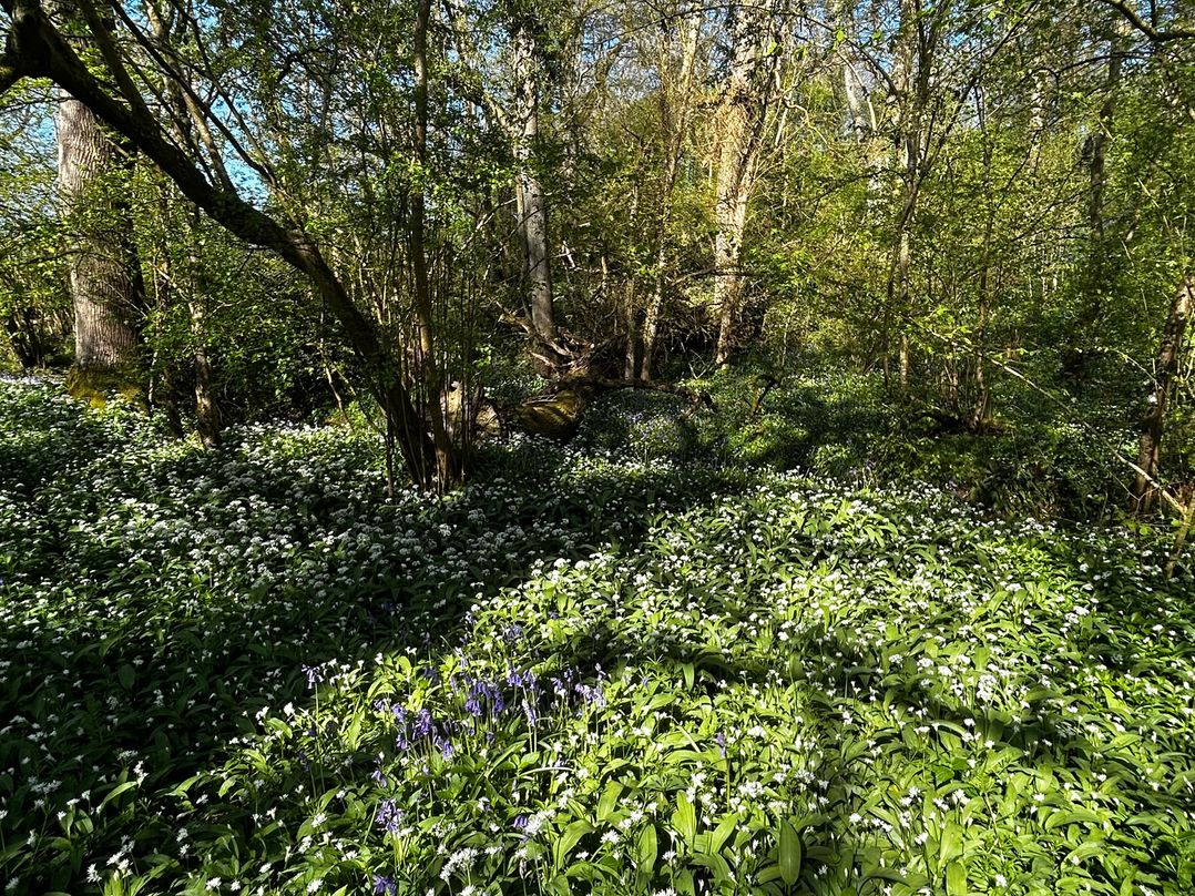 A forest area with bluebells and wild garlic in Keepers Cottage, West Knoyle