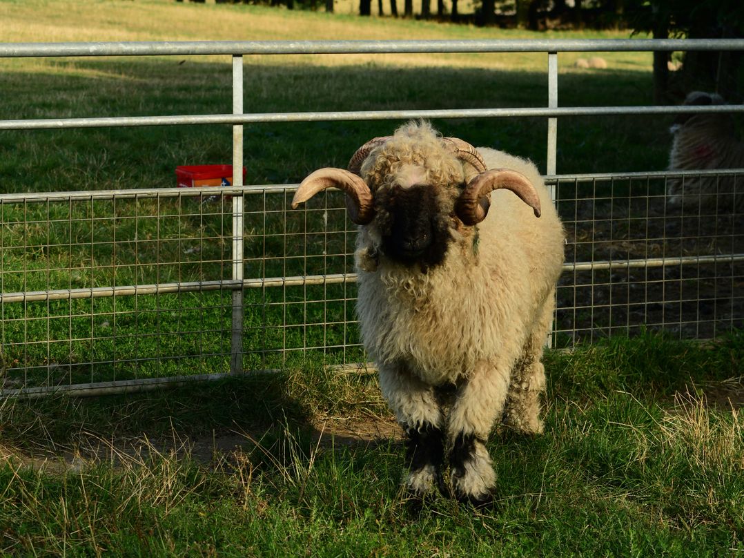 Knightsward Farm