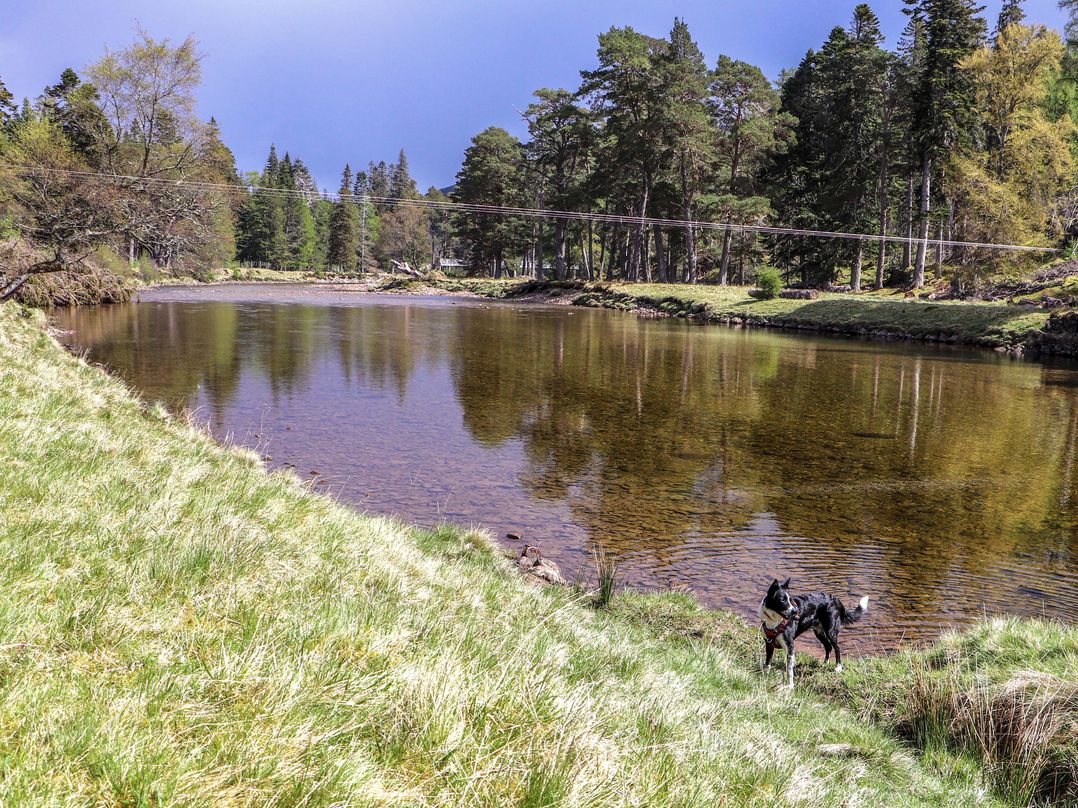 A river with a dog near the shore at Braeriach - Mar Lodge Estate in Braemar