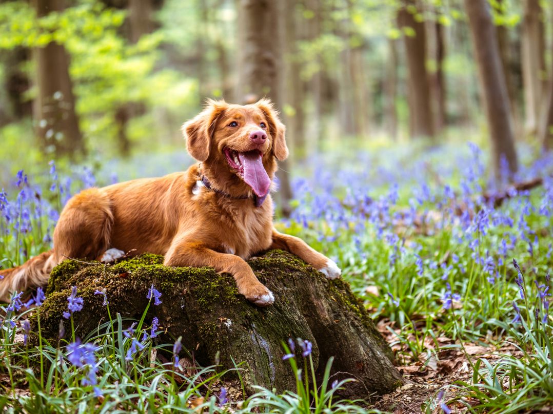 The Old Sweet Shop