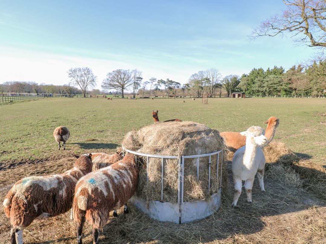Shorthorn Barn
