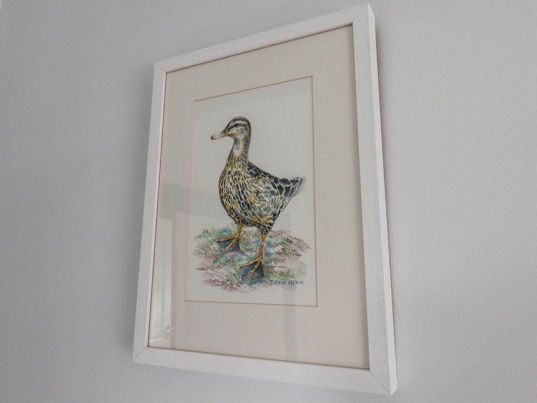 Dabbling Ducks