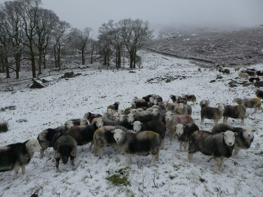Marsh Garth