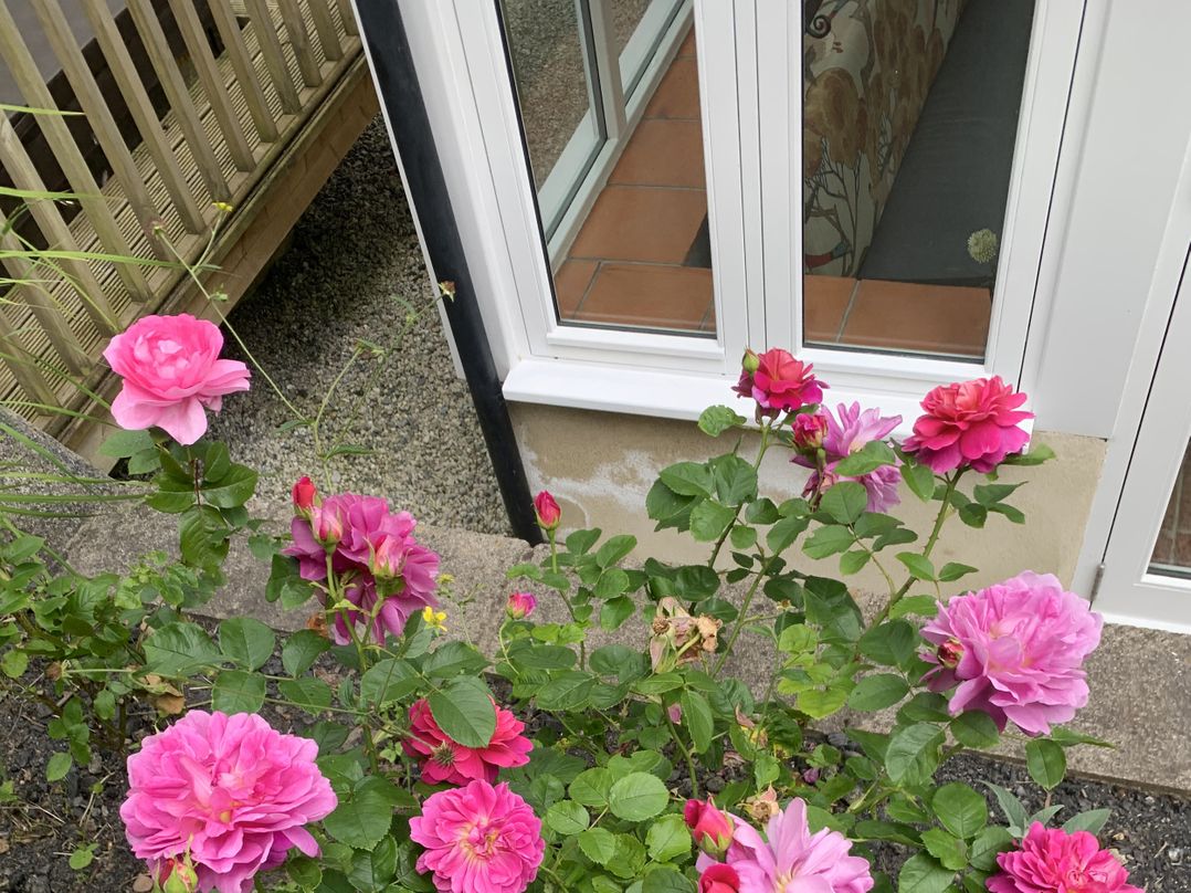 Rose Cottage