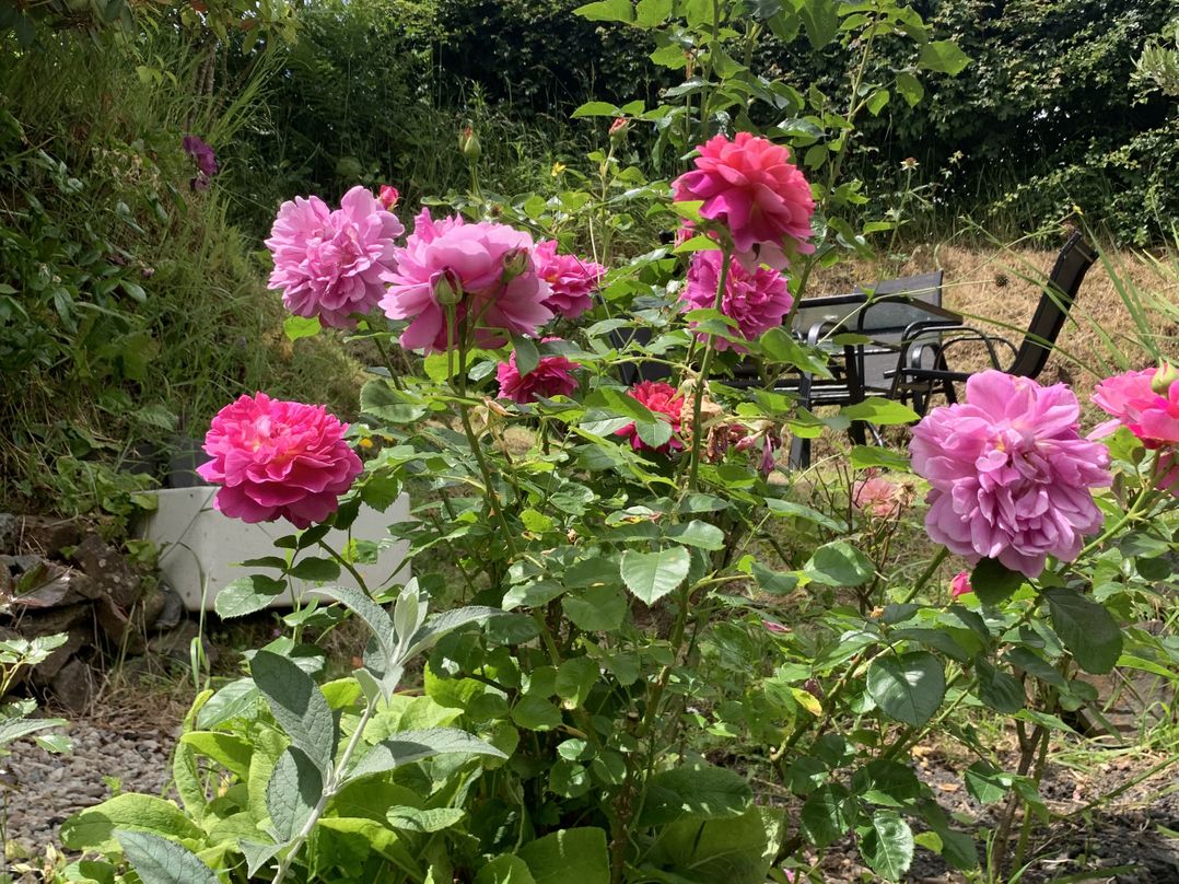 Rose Cottage