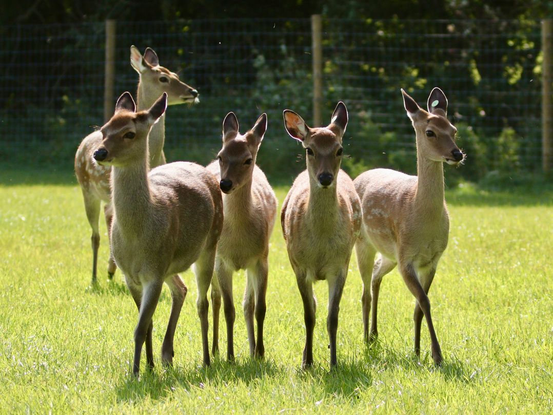 No Deer