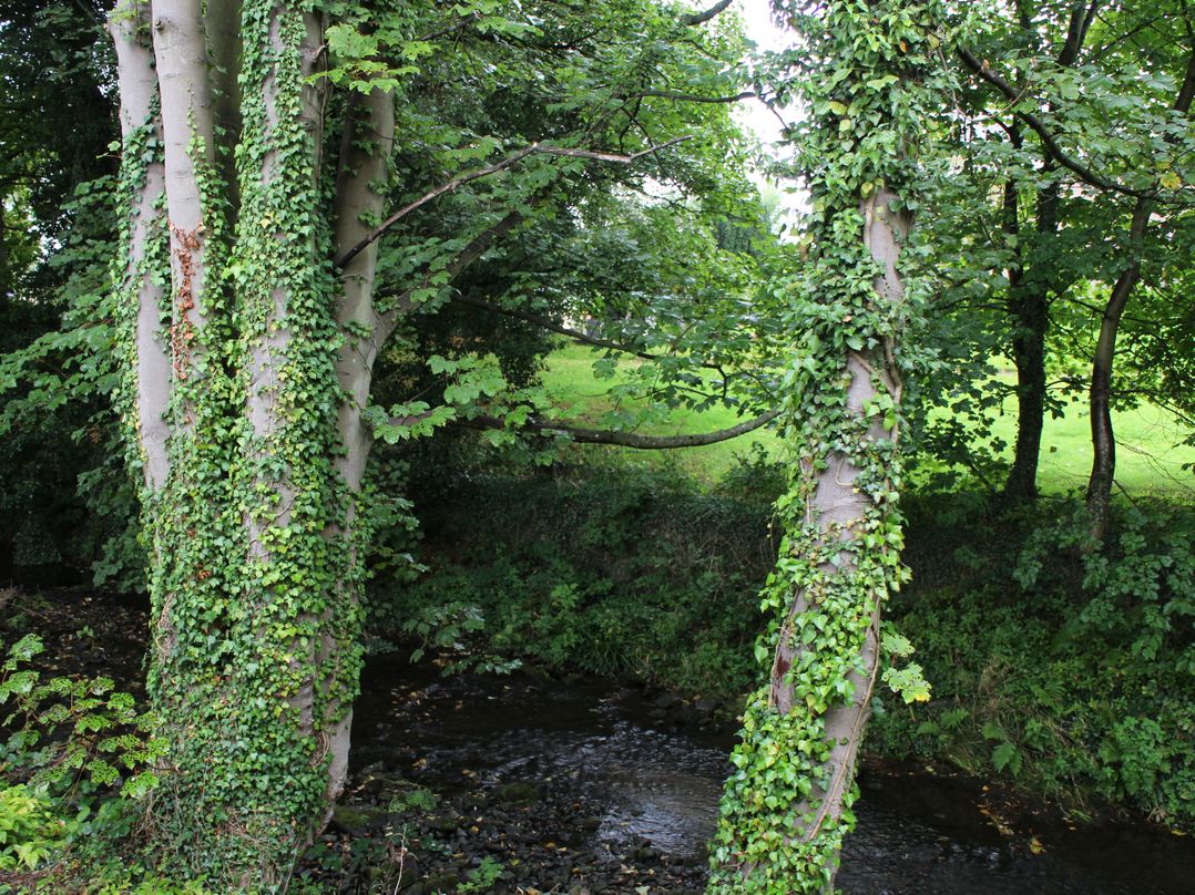 Badgers Sett