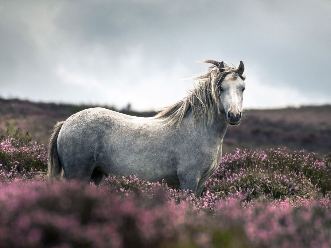 The Coach House Barn