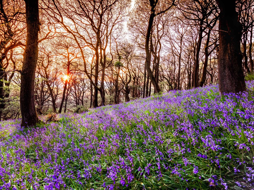 The Coach House Barn