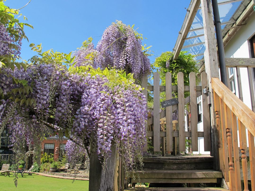 Wisteria Suite
