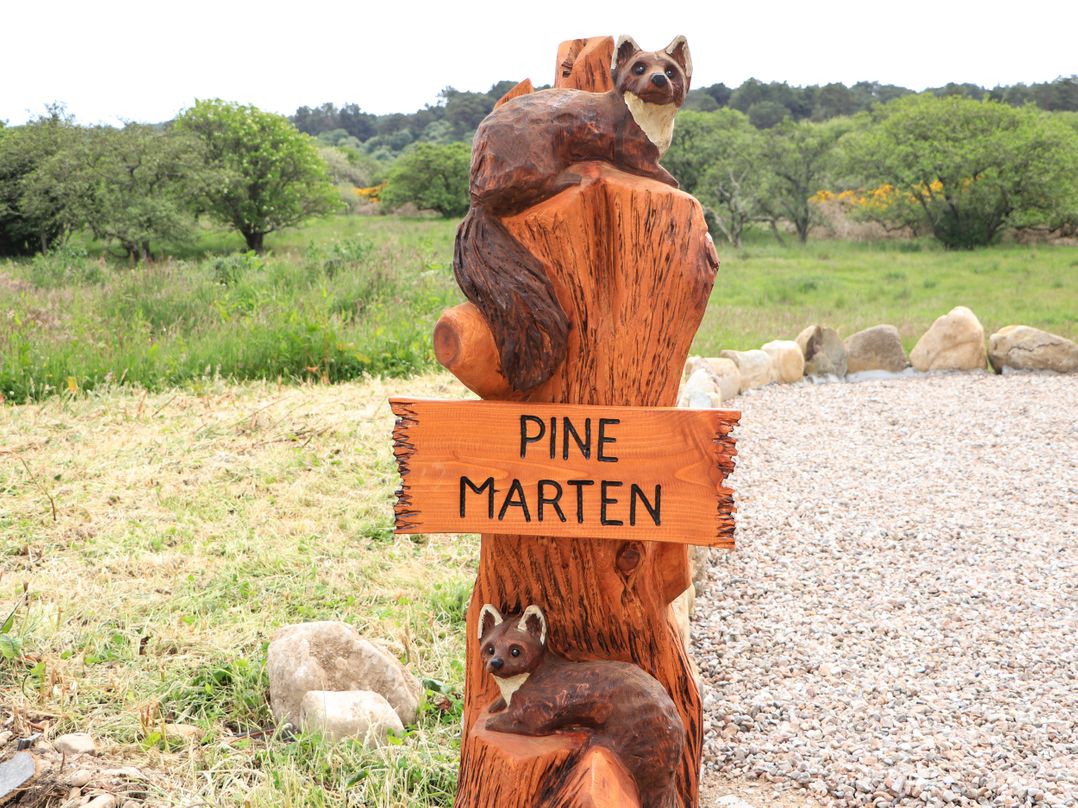 Pine Marten