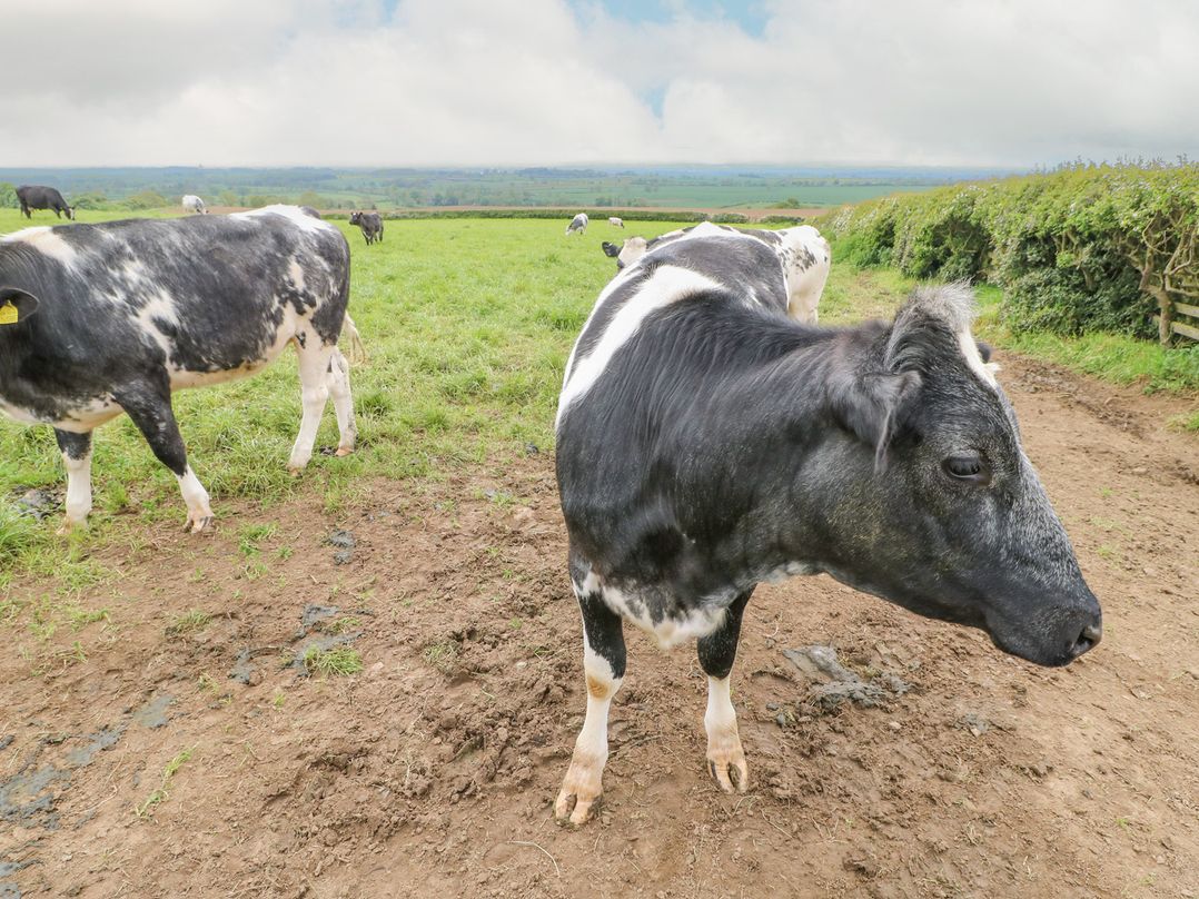 Cow Corner