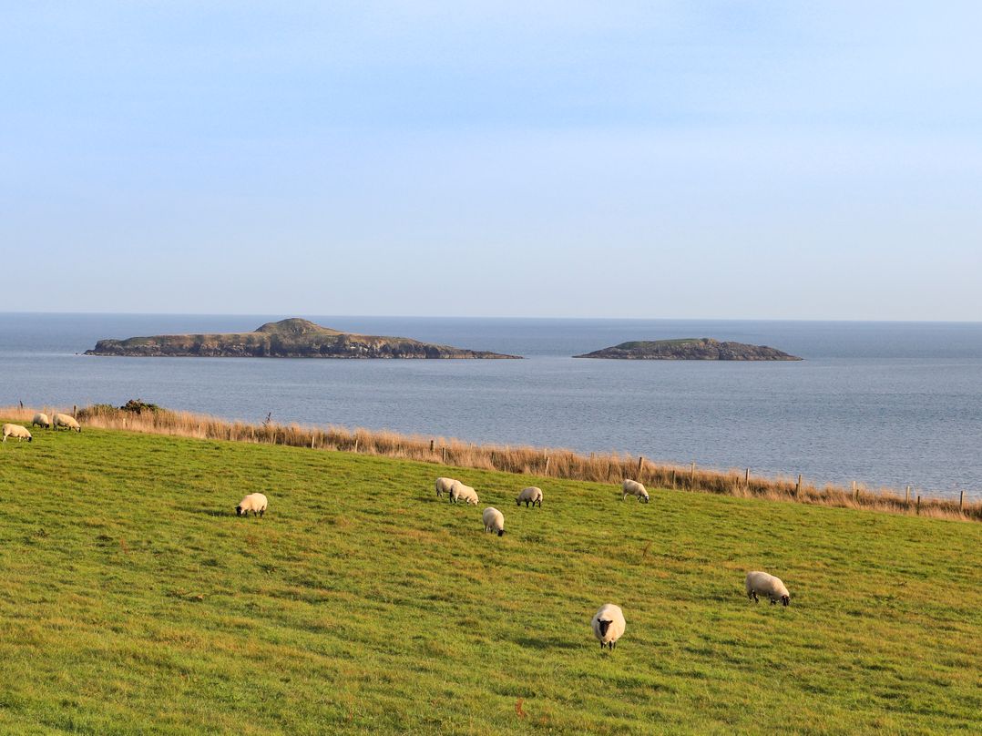 Cae'r Wylan