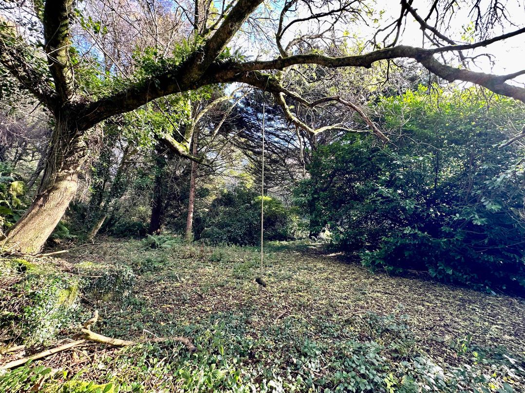 Harvey's House