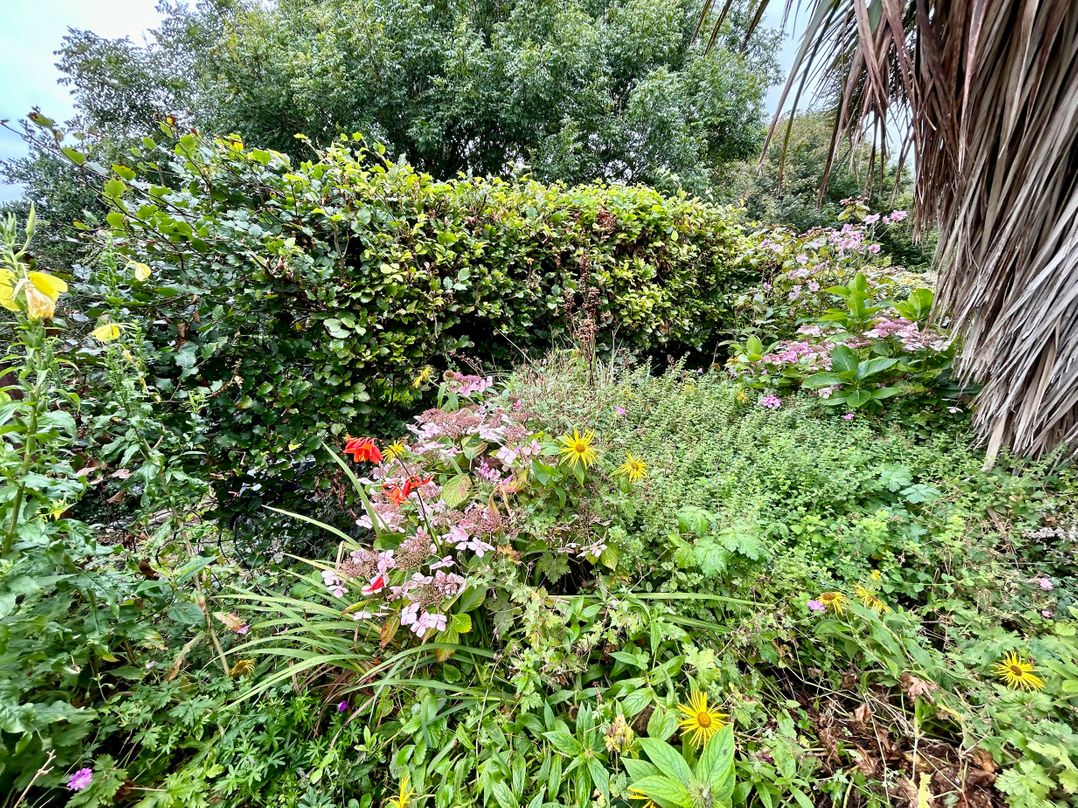 Brambles