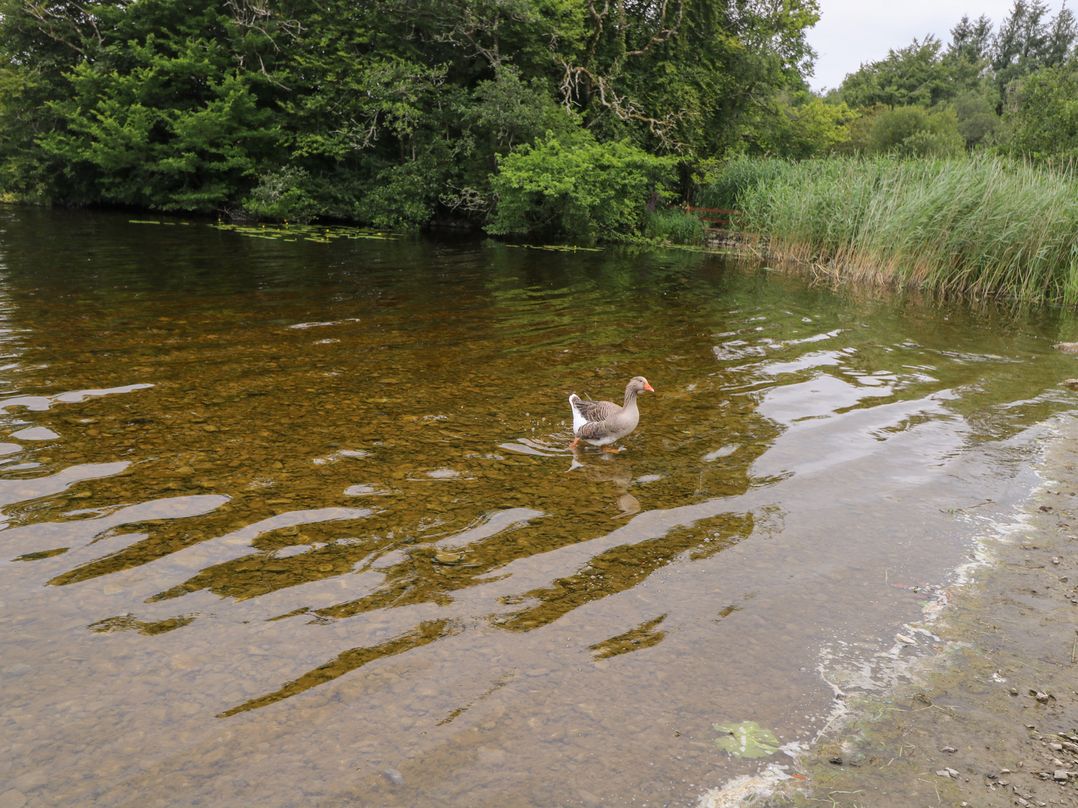 Swan Lake