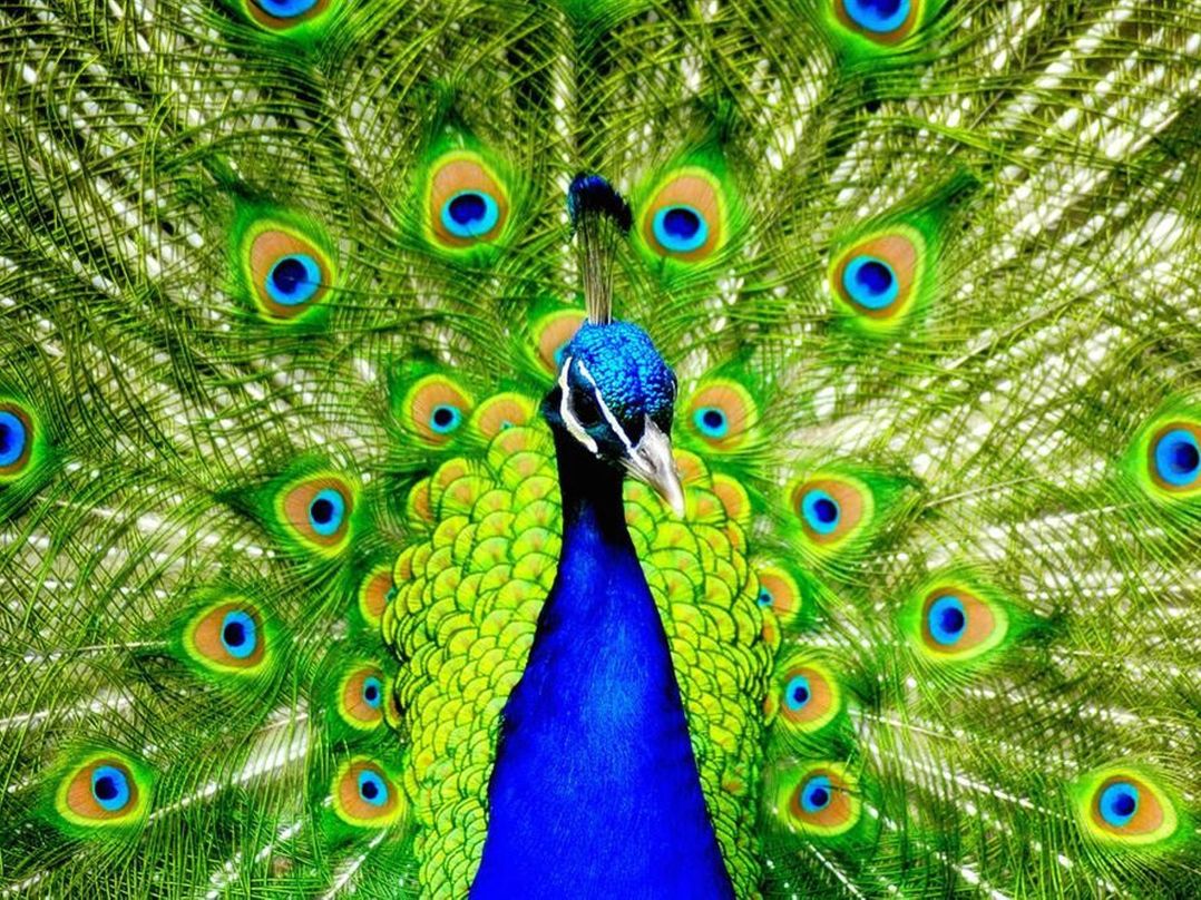 The Cosy Peacock