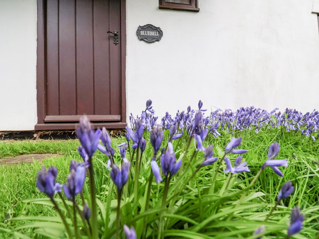 Bluebell