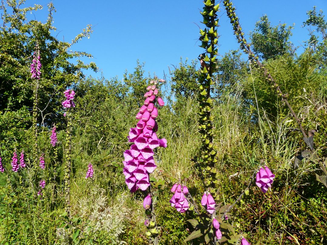 Preseli Hills Cottage