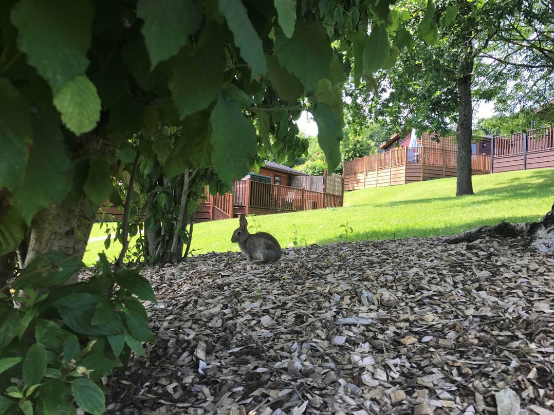 The Poplars - 11 Pool View