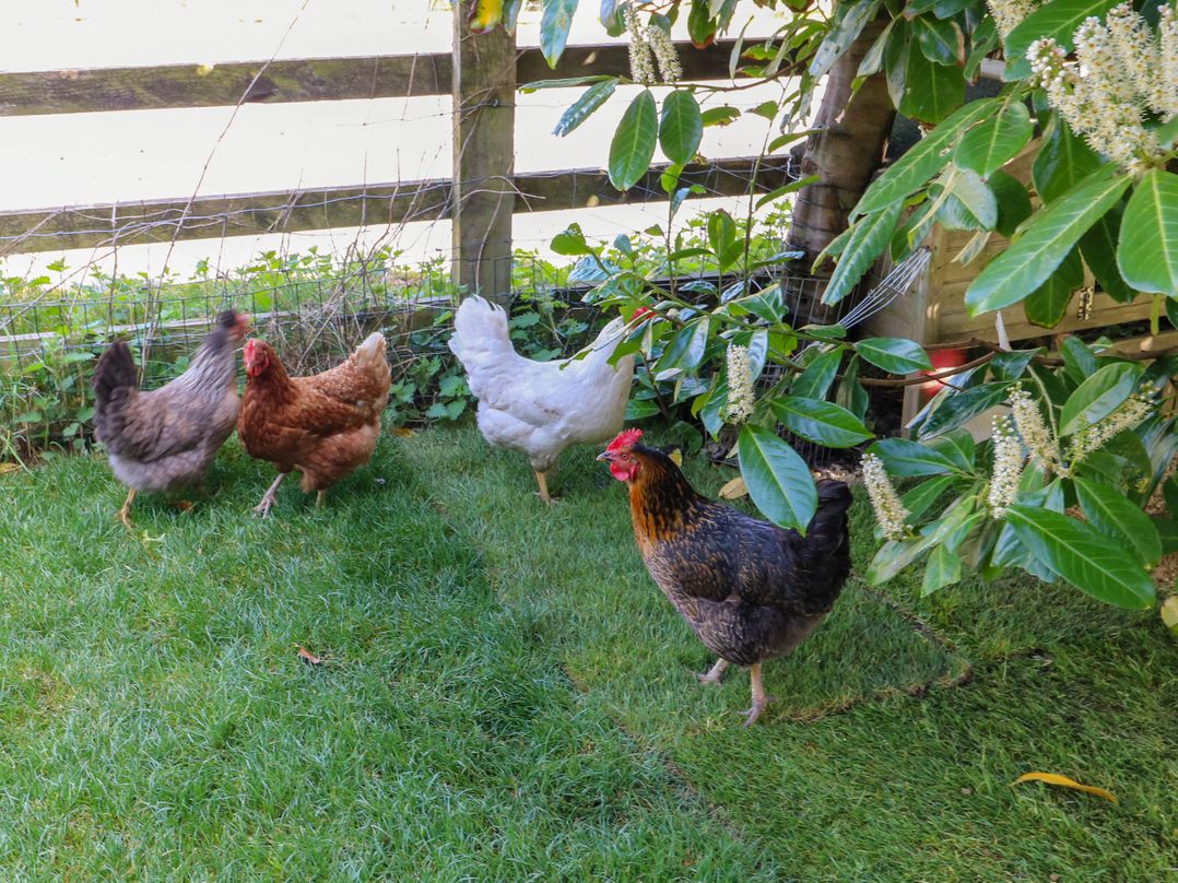 Pule Hill Farm