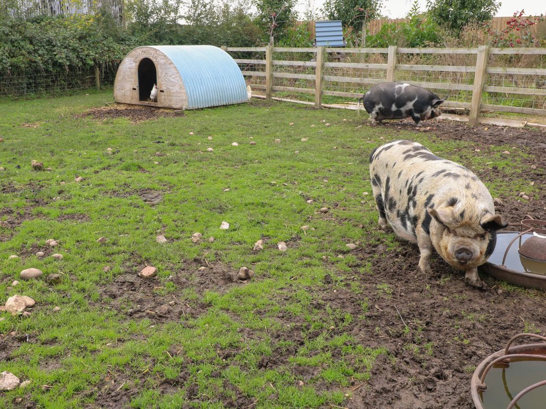 The Stable