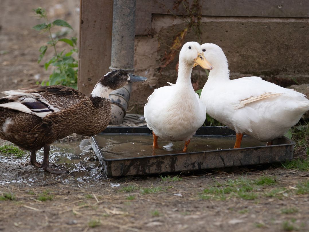 Bryn Y Garreg Cottage - The Wireless Free Farm (No Tech!)