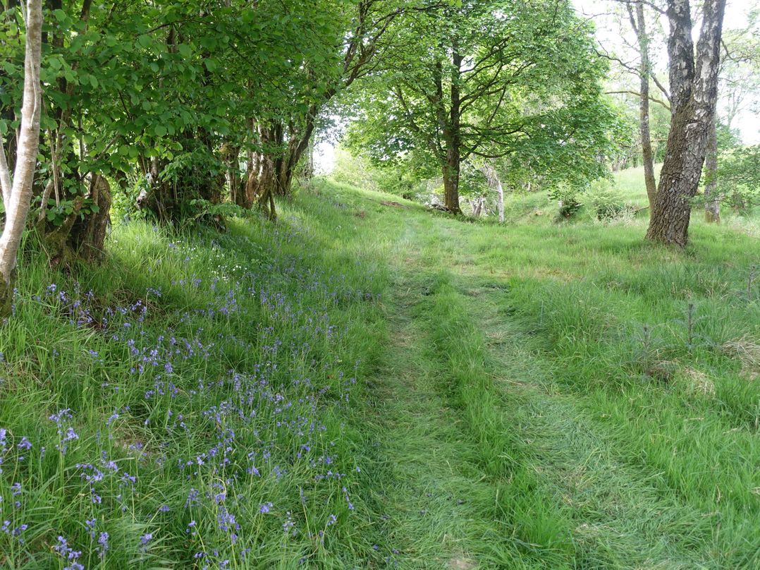 Bryn Y Garreg Cottage - The Wireless Free Farm (No Tech!)