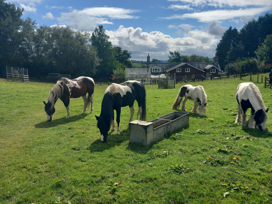 Bryn Y Garreg Cottage - The Wireless Free Farm