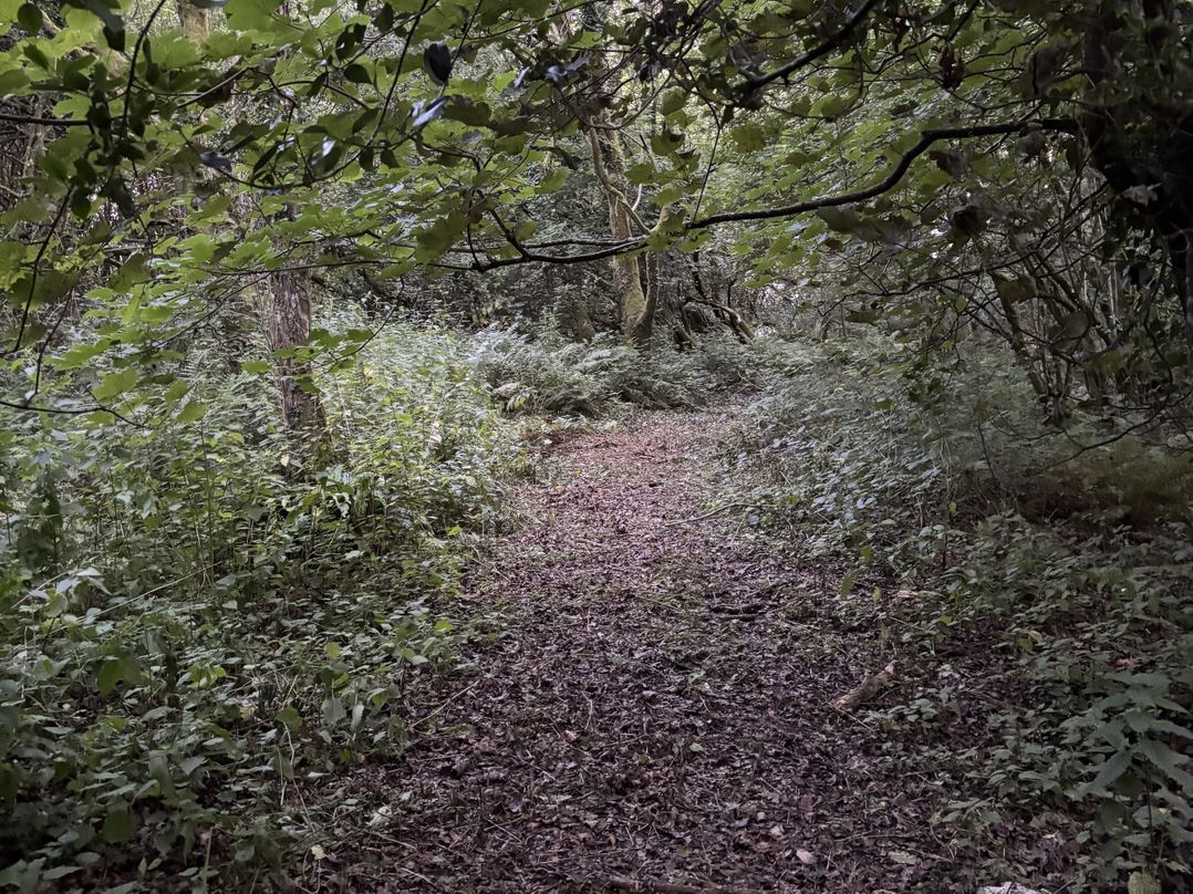 Delfryn, Llandeilo