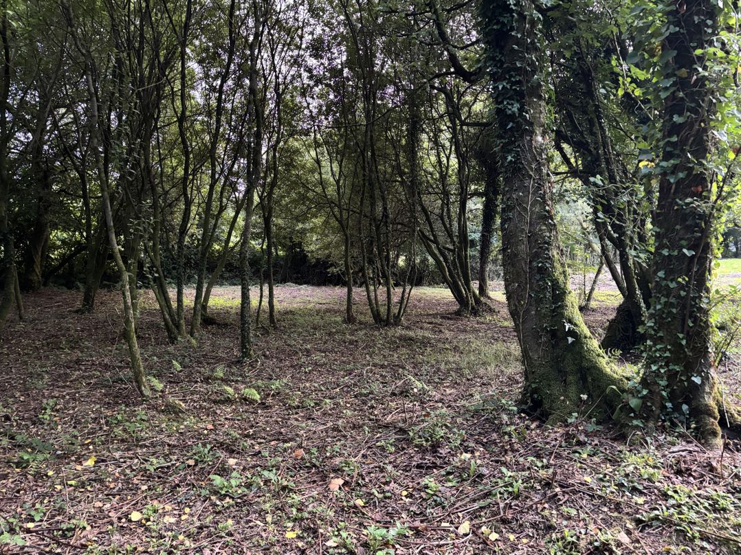 Delfryn, Llandeilo