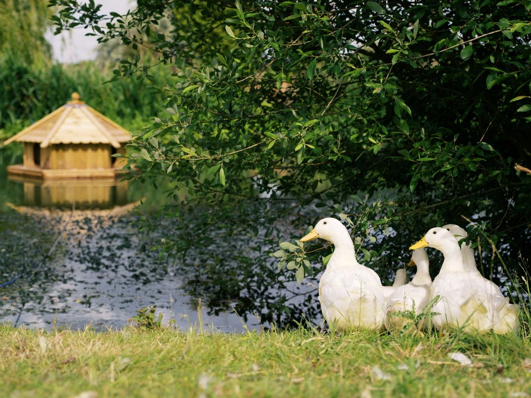 Lillie's Shepherds Hut at Shepherds Lodge Retreat and Wellness