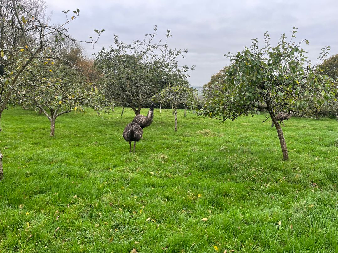 War Horse Valley Orchard View