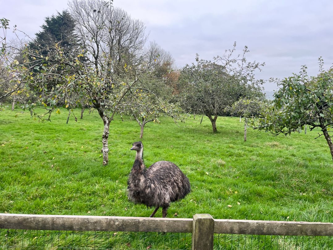 War Horse Valley Orchard View