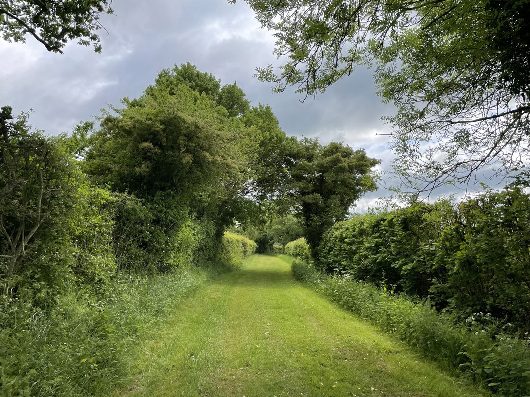 Beechwood