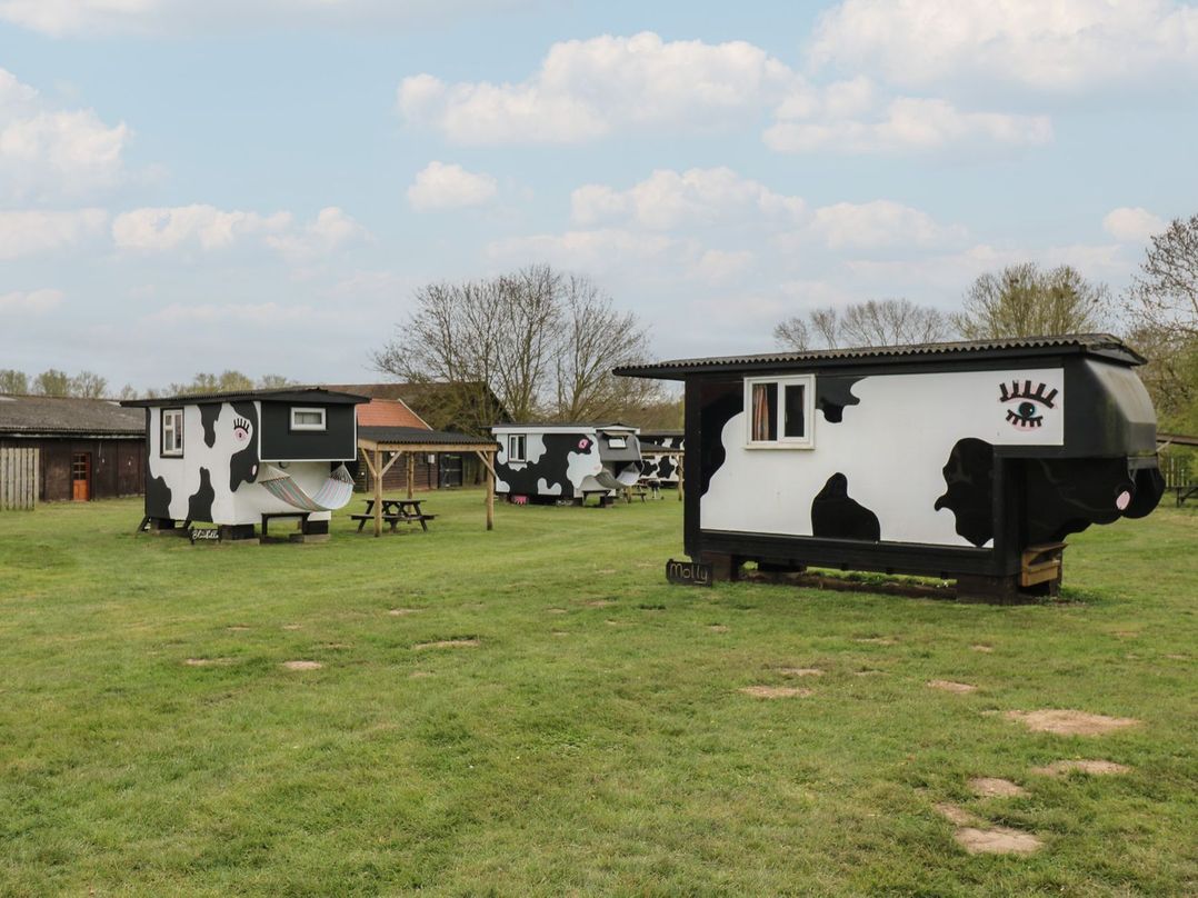 Carabelle (Cow Shed 7)