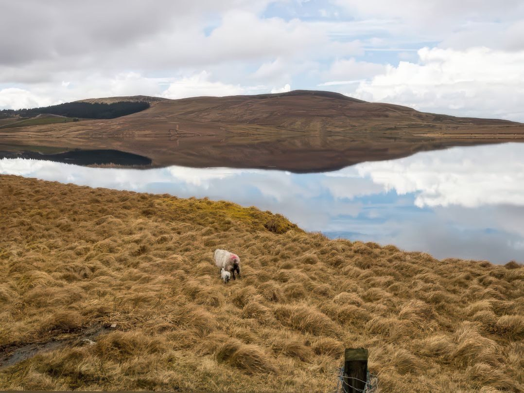 Carrowreagh