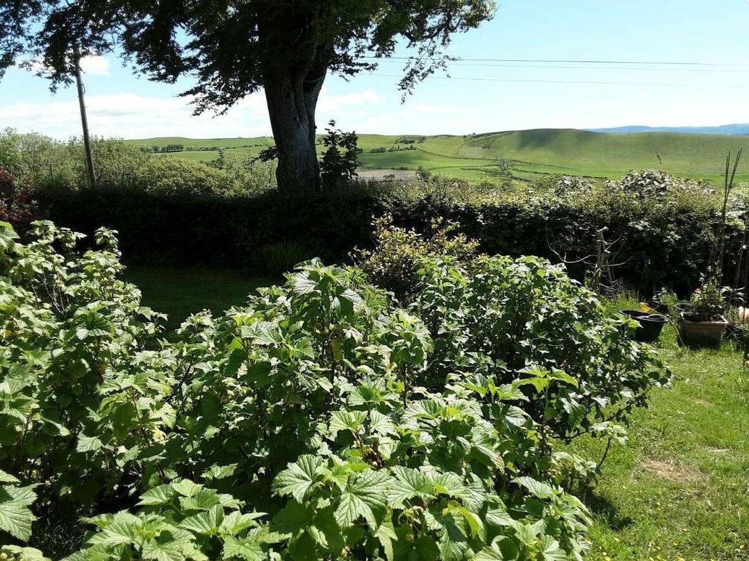 Gwarallt Bungalow - Holiday Accommodation 12891