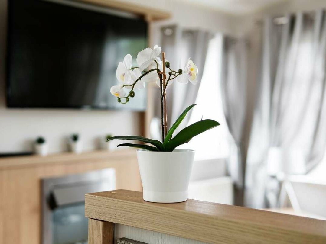 Burnham-on-Sea Holiday Park - Holiday Accommodation 13448