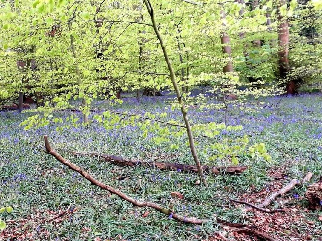 Aberdunant Hall Holiday Park - Holiday Accommodation 15557