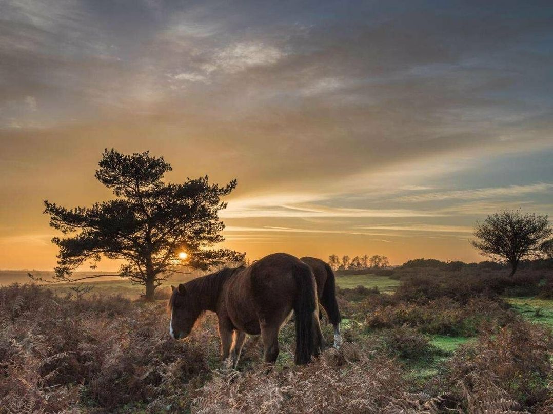 Hoburne Bashley - Holiday Accommodation 16013
