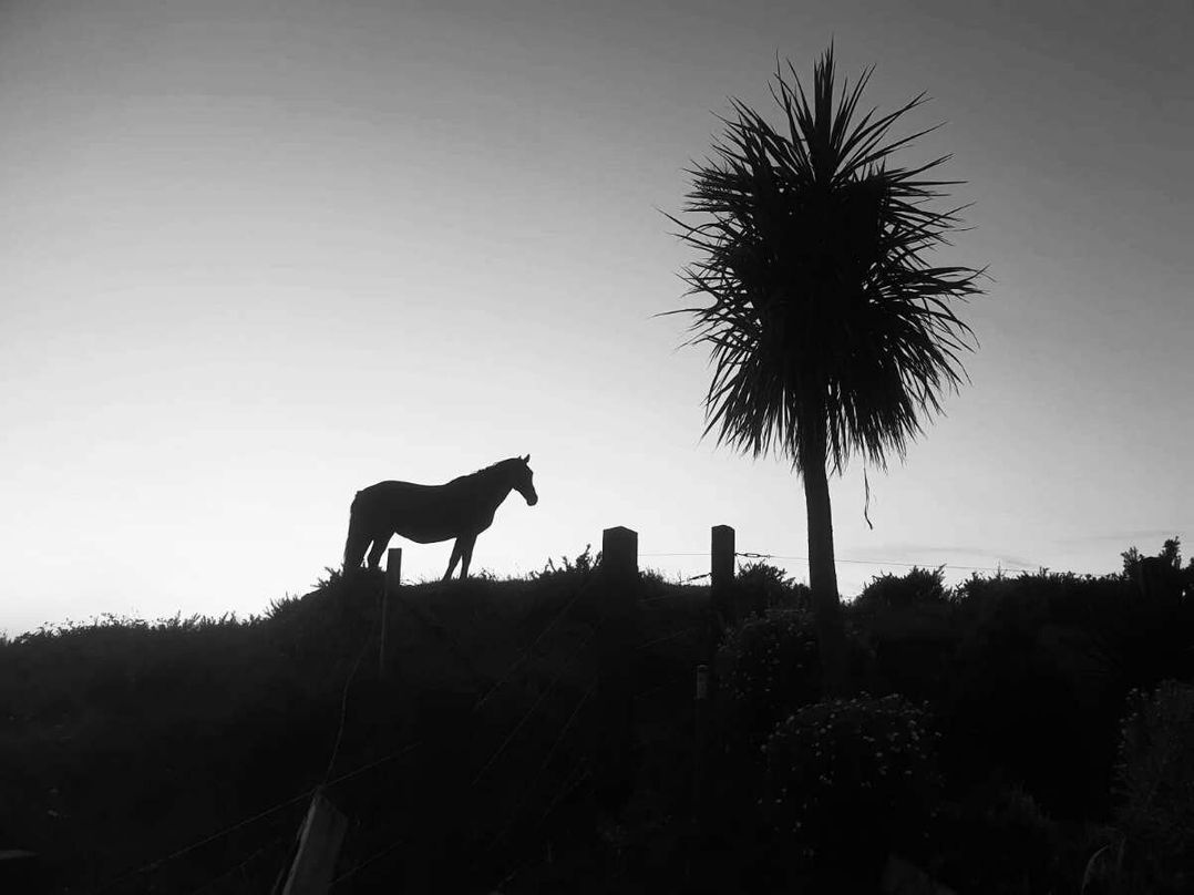 Penbryn Uchaf - Holiday Accommodation 19362