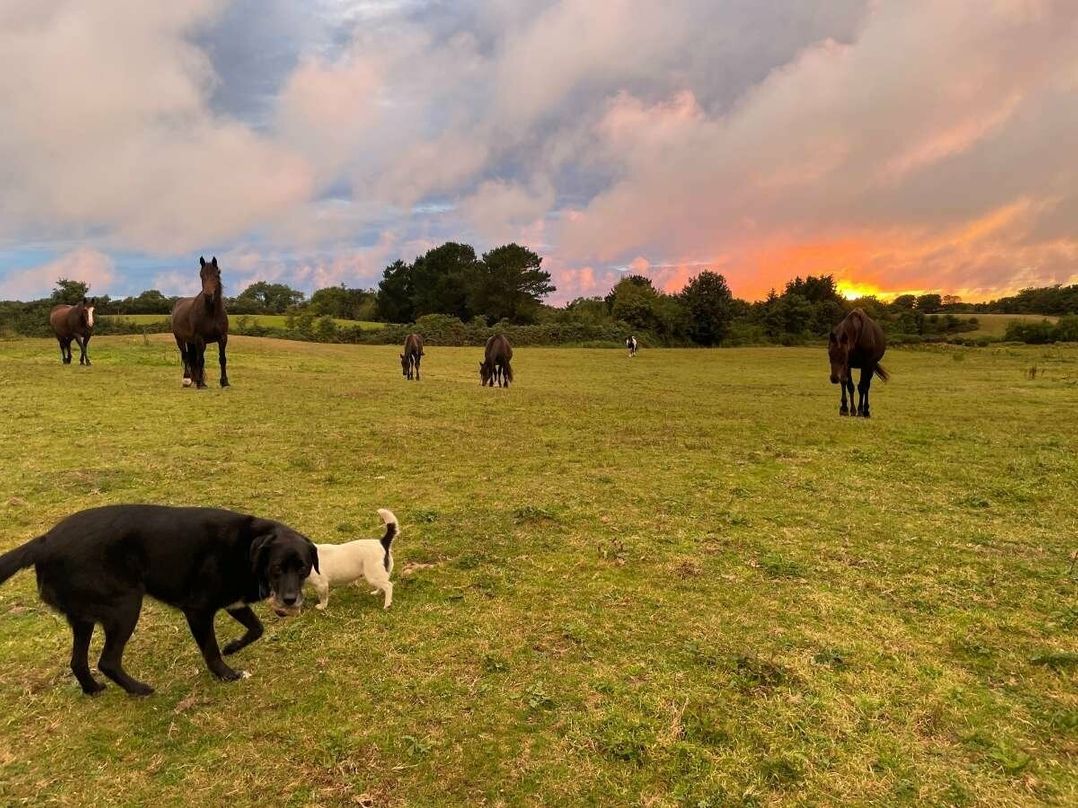 Penbryn Uchaf - Holiday Accommodation 19362
