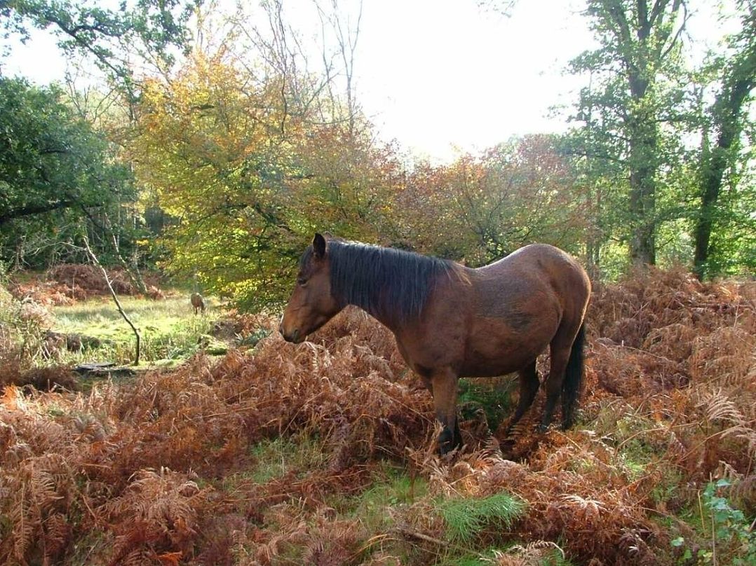 Hoburne Bashley - Holiday Accommodation 203