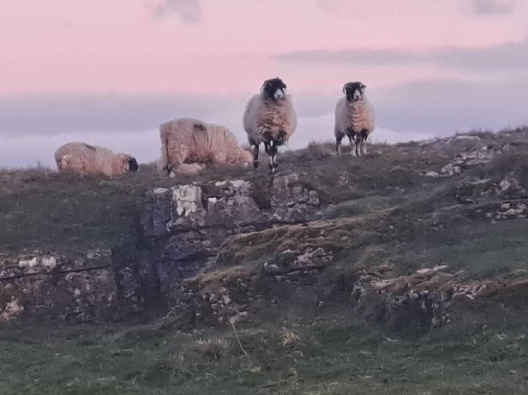 Chapel Farm Caravan Park - Holiday Accommodation 20338