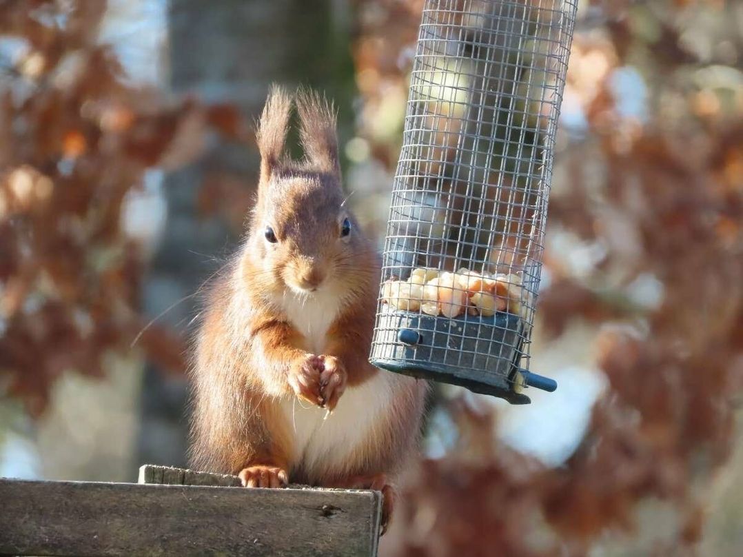 Chapel Farm Caravan Park - Holiday Accommodation 20342