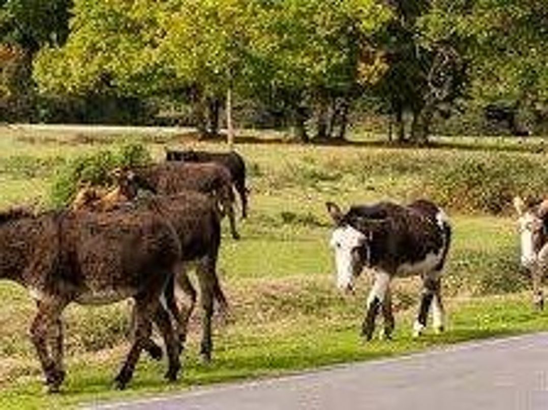 Oakdene Forest Park - Holiday Accommodation 21227