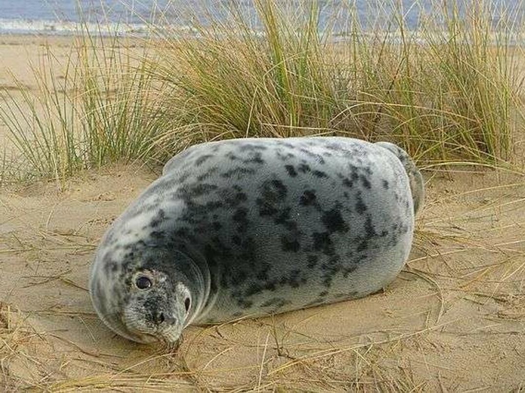 Long Beach Caravan Park - Holiday Accommodation 21515