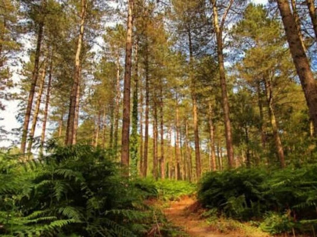 Oakdene Forest Park - Holiday Accommodation 21926