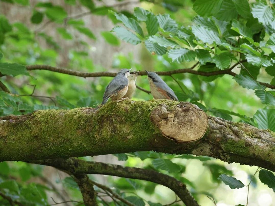 Aberdunant Hall Holiday Park - Holiday Accommodation 22003